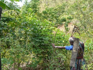 chasse à l'arc tribu Abui