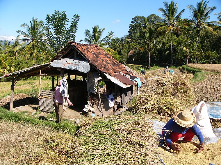 recolte du riz a bali