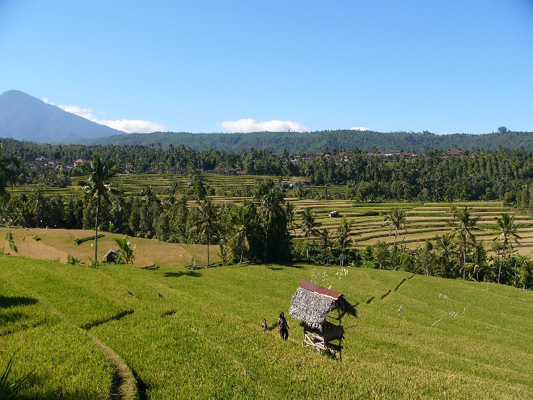 blimbing bali