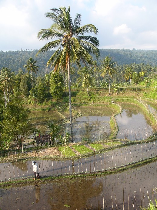 rizieres bali