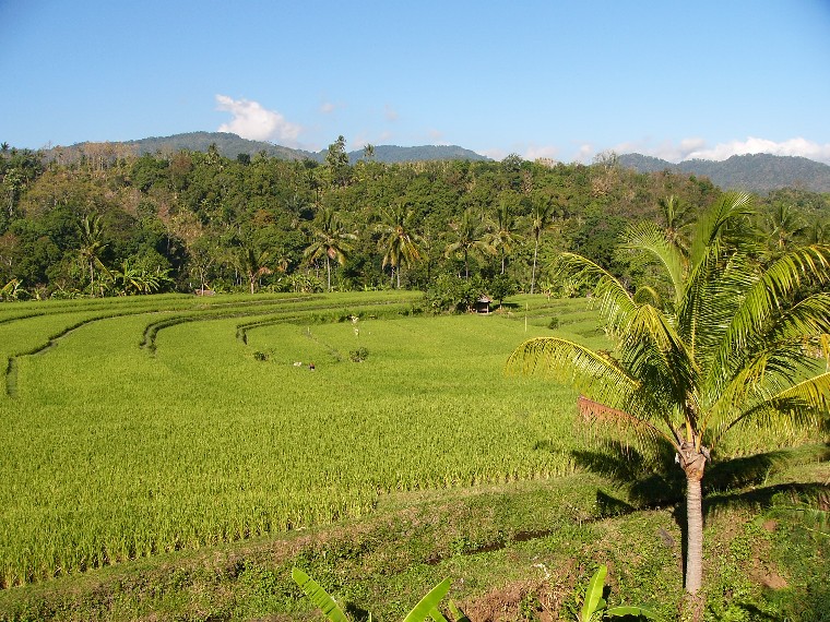 pupuan bali