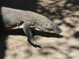 dragon de Komodo à Flores