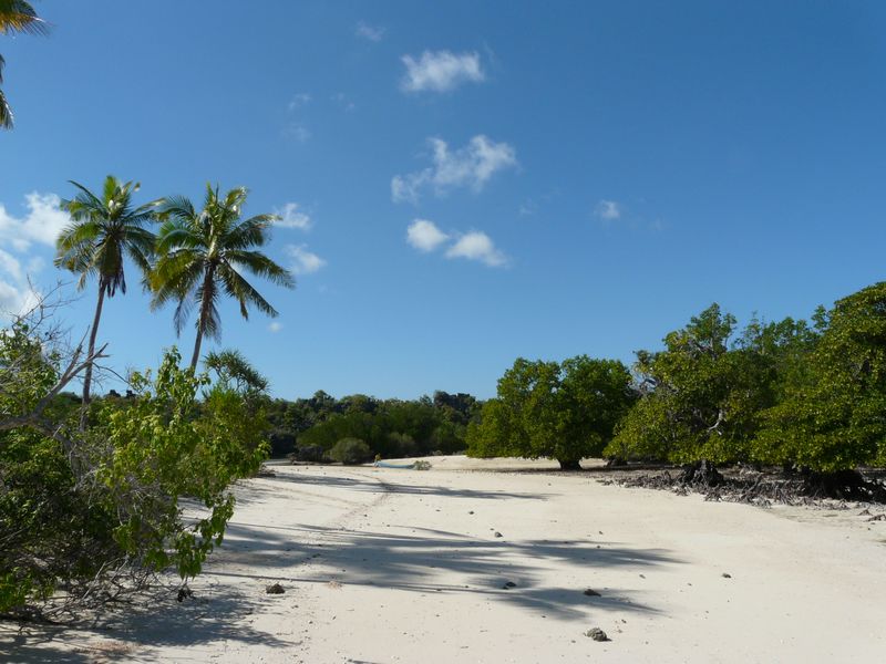 mangrove sable blanc