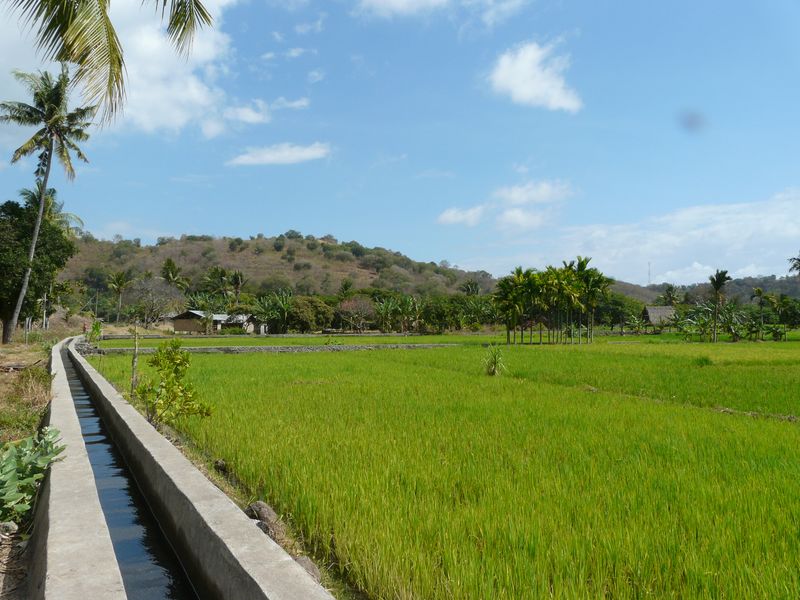 rizières Alor