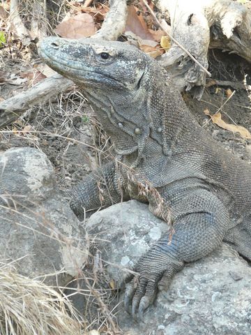 dragon de rinca parc national de komodo