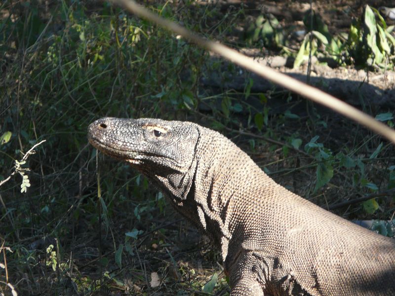 dragon de komodo